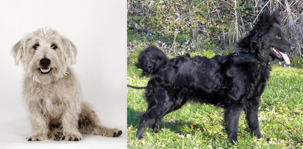 Mudi vs Glen of Imaal Terrier - Breed Comparison