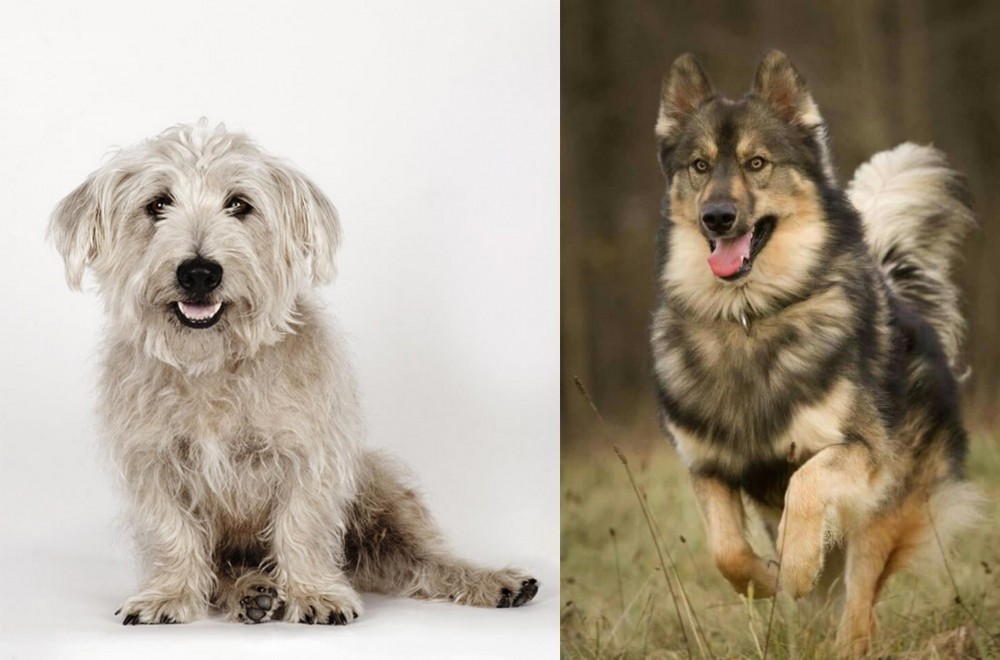 Native American Indian Dog vs Glen of Imaal Terrier - Breed Comparison