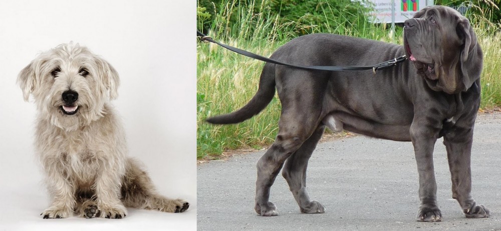 Neapolitan Mastiff vs Glen of Imaal Terrier - Breed Comparison