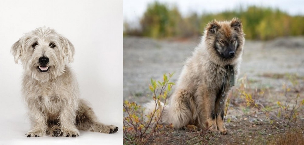 Nenets Herding Laika vs Glen of Imaal Terrier - Breed Comparison