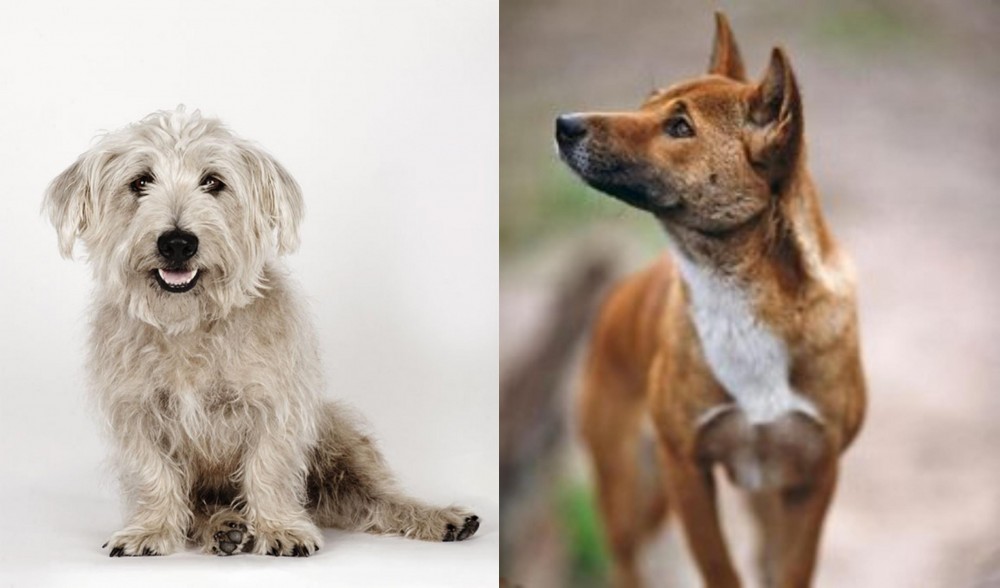 New Guinea Singing Dog vs Glen of Imaal Terrier - Breed Comparison