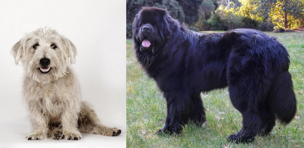 Newfoundland Dog vs Glen of Imaal Terrier - Breed Comparison