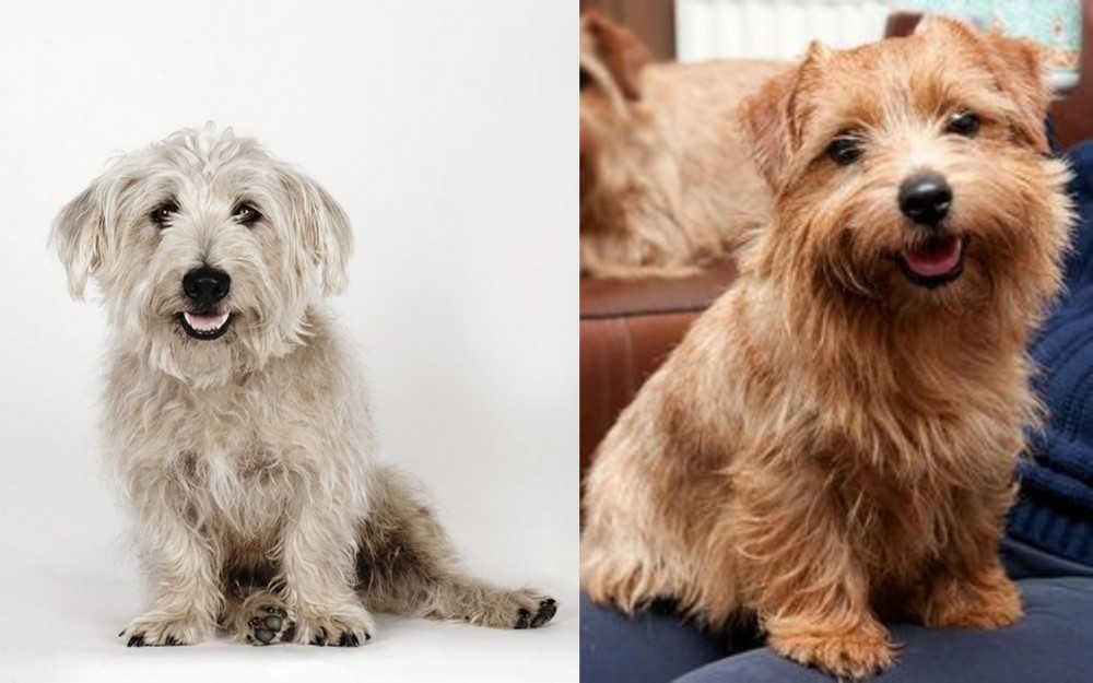Norfolk Terrier vs Glen of Imaal Terrier - Breed Comparison