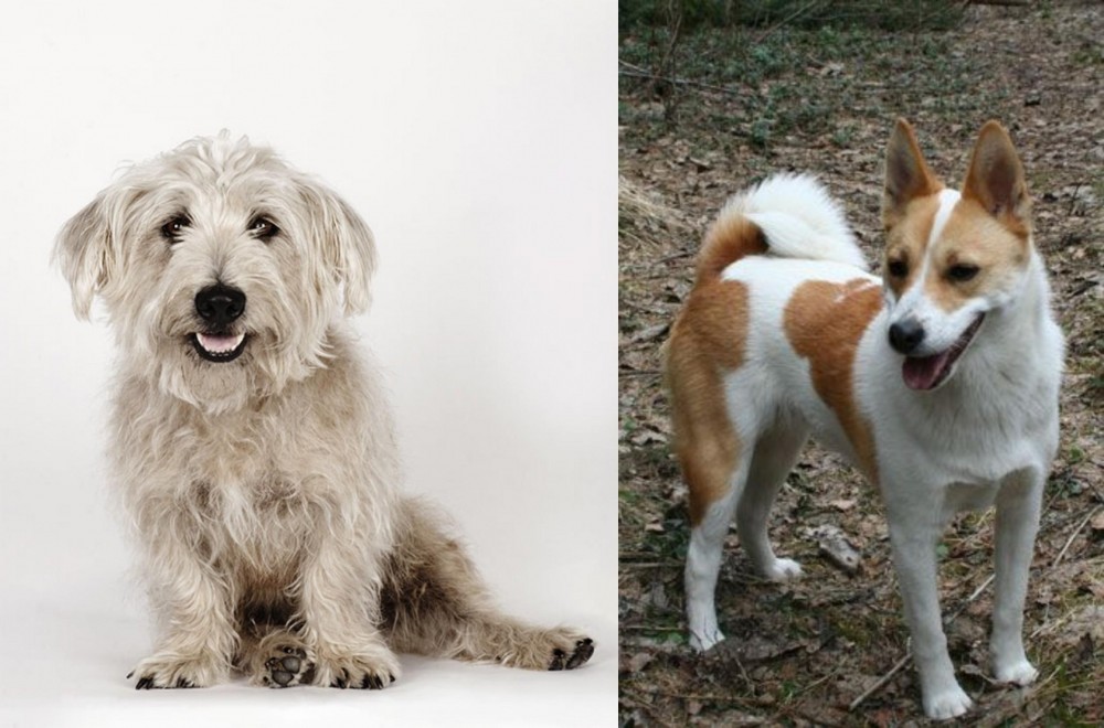 Norrbottenspets vs Glen of Imaal Terrier - Breed Comparison