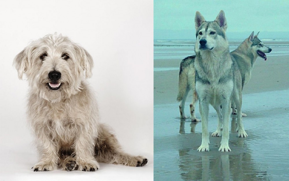 Northern Inuit Dog vs Glen of Imaal Terrier - Breed Comparison