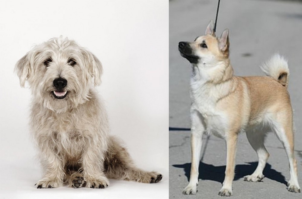 Norwegian Buhund vs Glen of Imaal Terrier - Breed Comparison