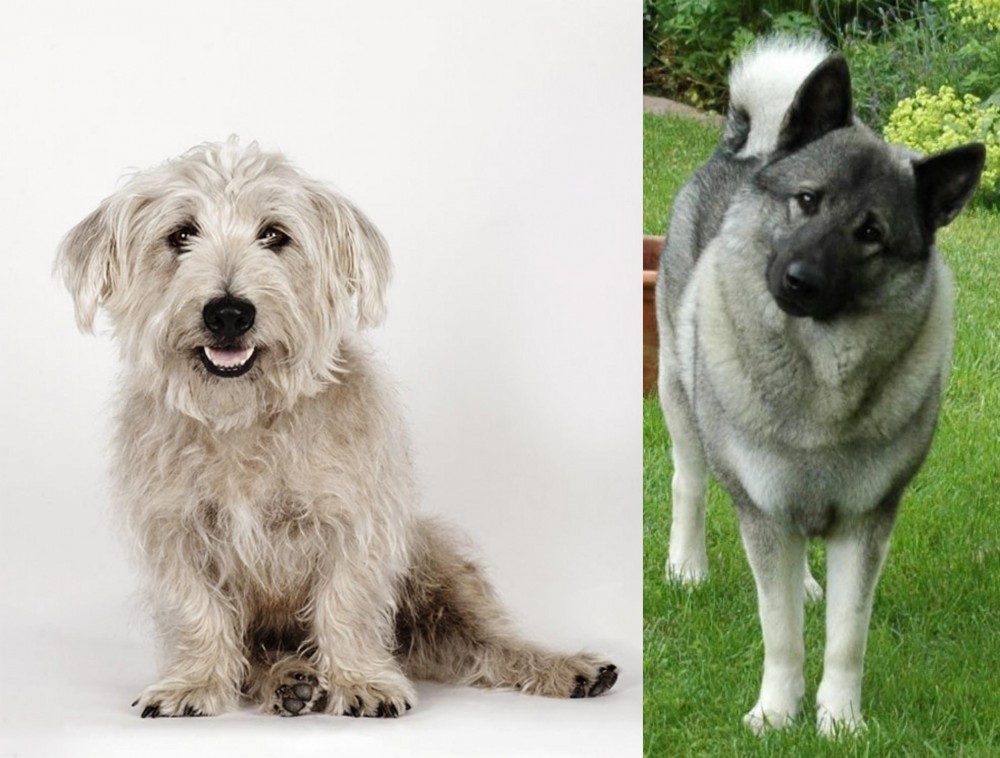 Norwegian Elkhound vs Glen of Imaal Terrier - Breed Comparison