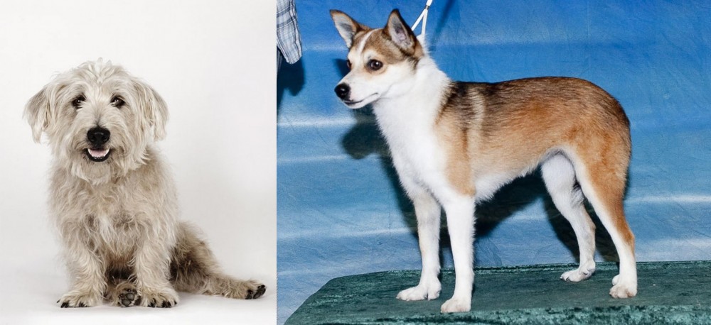 Norwegian Lundehund vs Glen of Imaal Terrier - Breed Comparison