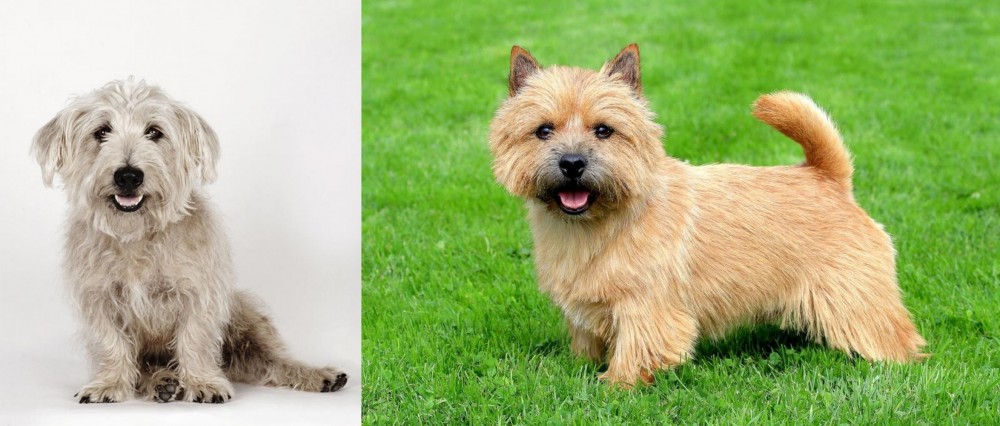Norwich Terrier vs Glen of Imaal Terrier - Breed Comparison