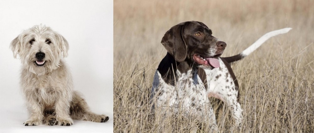 Old Danish Pointer vs Glen of Imaal Terrier - Breed Comparison