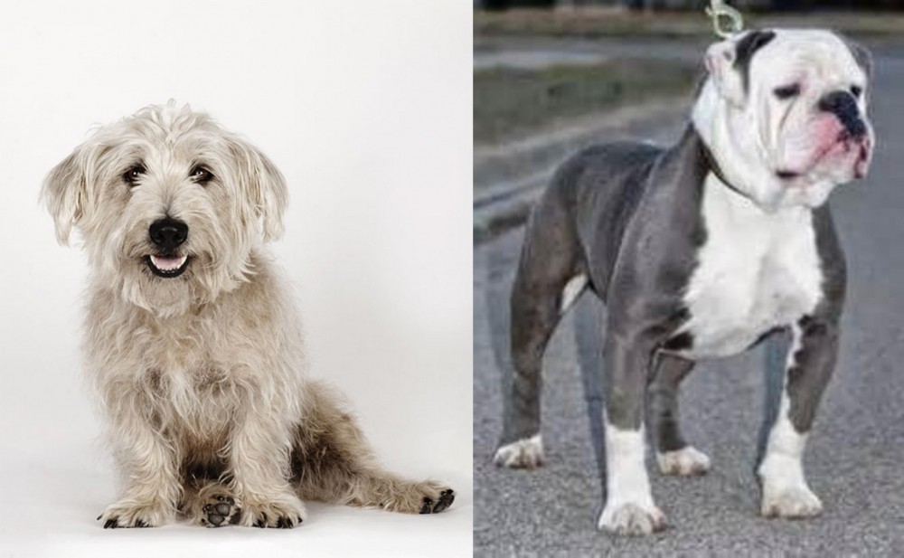 Old English Bulldog vs Glen of Imaal Terrier - Breed Comparison