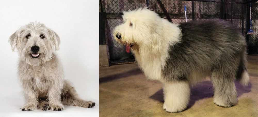 Old English Sheepdog vs Glen of Imaal Terrier - Breed Comparison