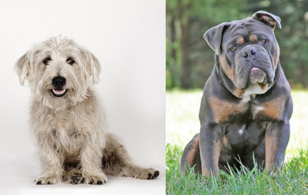Olde English Bulldogge vs Glen of Imaal Terrier - Breed Comparison