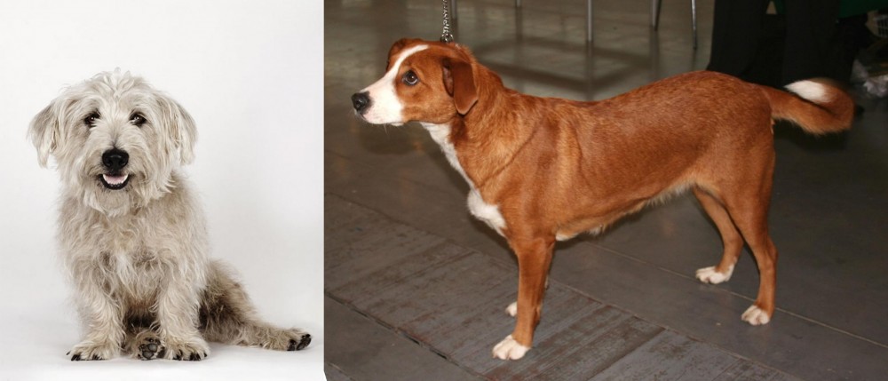 Osterreichischer Kurzhaariger Pinscher vs Glen of Imaal Terrier - Breed Comparison
