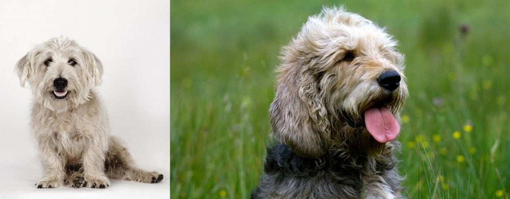Otterhound vs Glen of Imaal Terrier - Breed Comparison