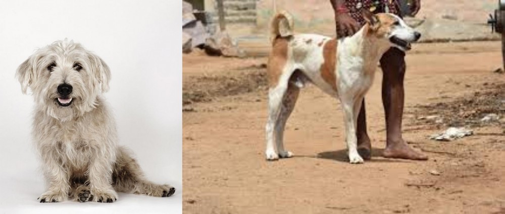 Pandikona vs Glen of Imaal Terrier - Breed Comparison
