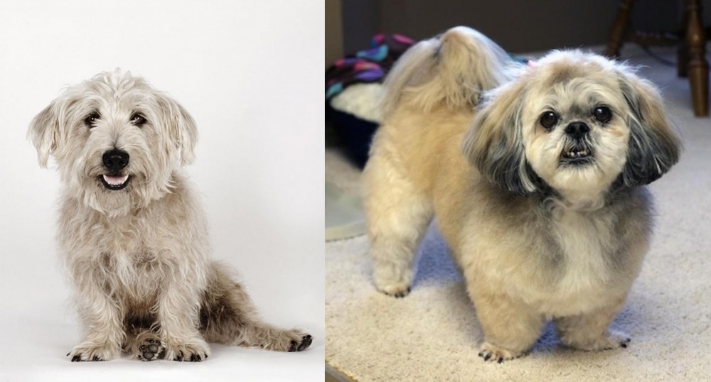 PekePoo vs Glen of Imaal Terrier - Breed Comparison