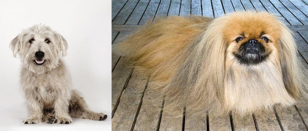 Pekingese vs Glen of Imaal Terrier - Breed Comparison