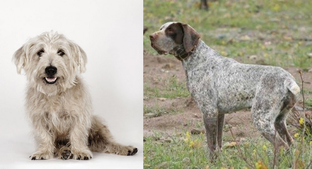 Perdiguero de Burgos vs Glen of Imaal Terrier - Breed Comparison