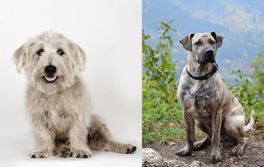 Perro Cimarron vs Glen of Imaal Terrier - Breed Comparison