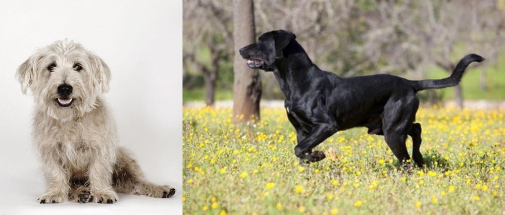 Perro de Pastor Mallorquin vs Glen of Imaal Terrier - Breed Comparison