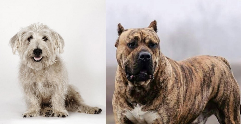 Perro de Presa Canario vs Glen of Imaal Terrier - Breed Comparison
