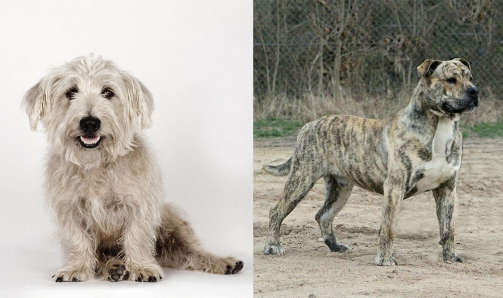 Perro de Presa Mallorquin vs Glen of Imaal Terrier - Breed Comparison