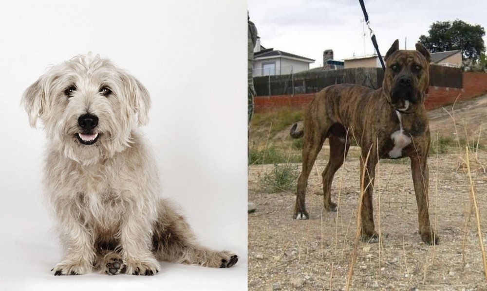 Perro de Toro vs Glen of Imaal Terrier - Breed Comparison