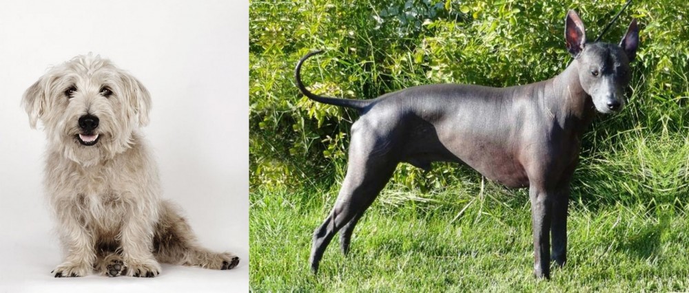Peruvian Hairless vs Glen of Imaal Terrier - Breed Comparison