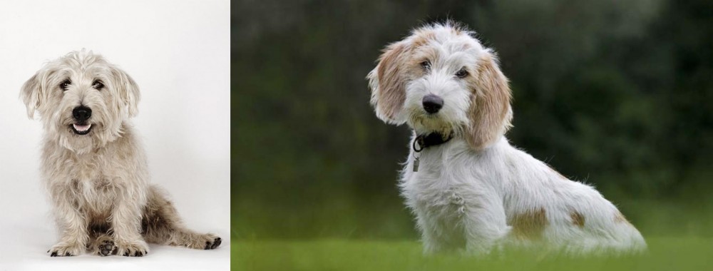 Petit Basset Griffon Vendeen vs Glen of Imaal Terrier - Breed Comparison