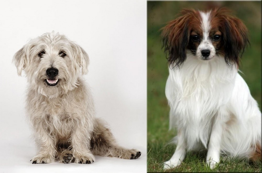Phalene vs Glen of Imaal Terrier - Breed Comparison