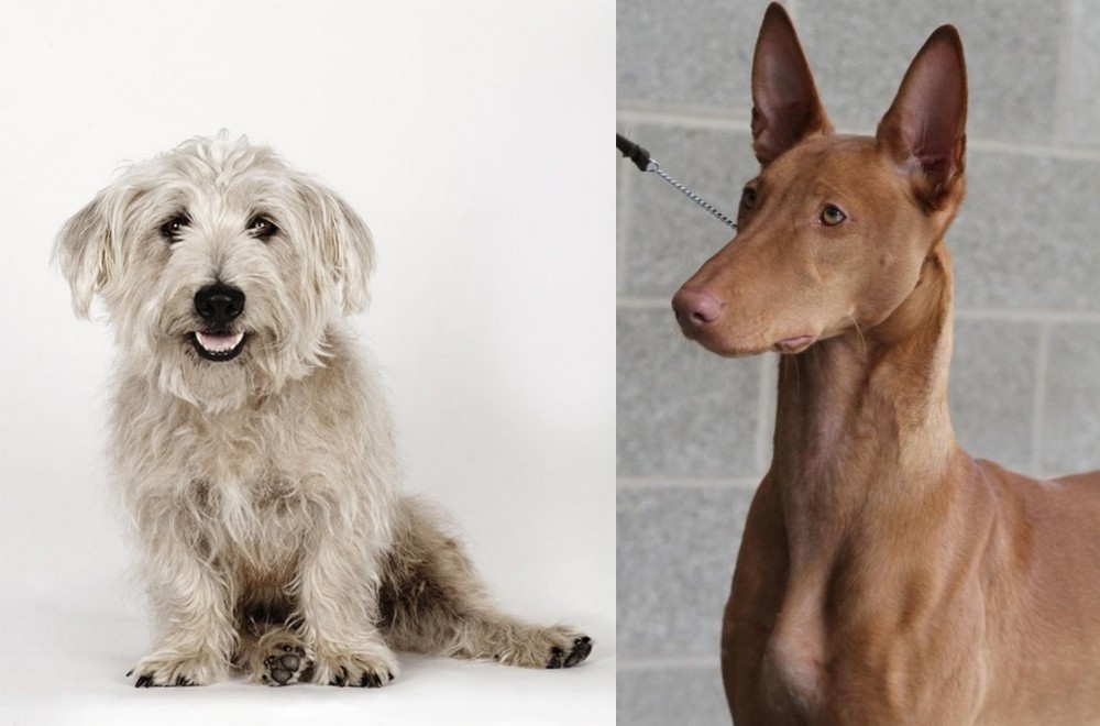 Pharaoh Hound vs Glen of Imaal Terrier - Breed Comparison