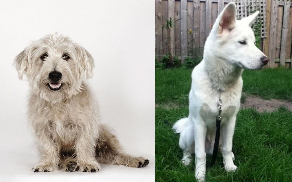 Phung San vs Glen of Imaal Terrier - Breed Comparison