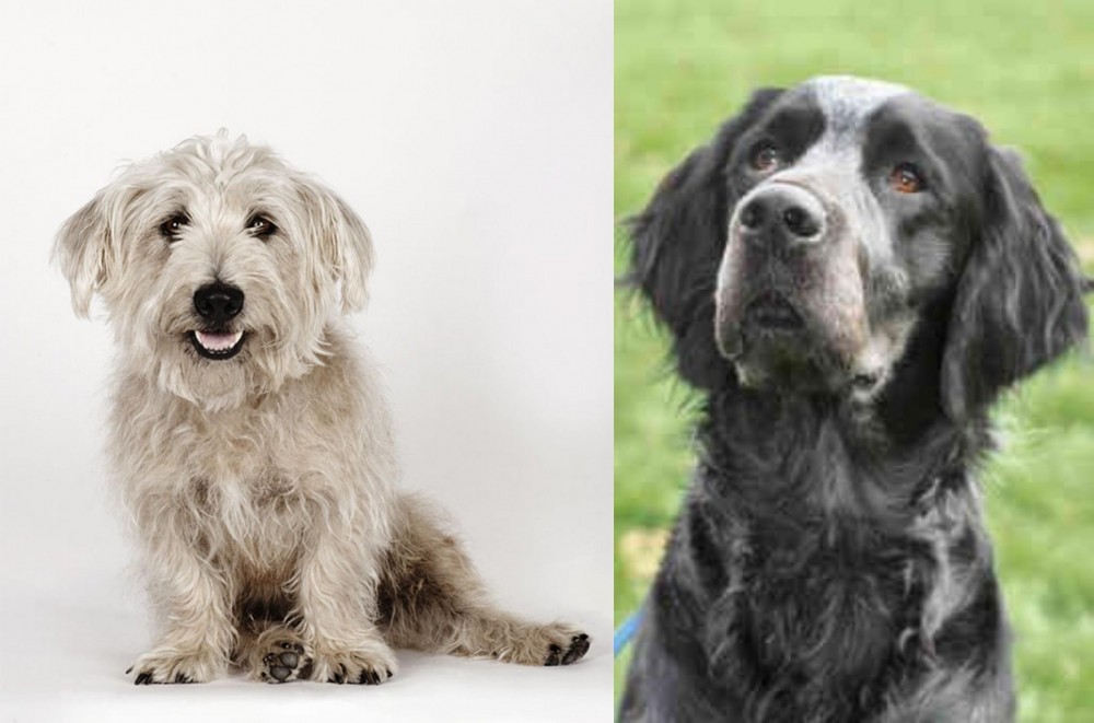 Picardy Spaniel vs Glen of Imaal Terrier - Breed Comparison