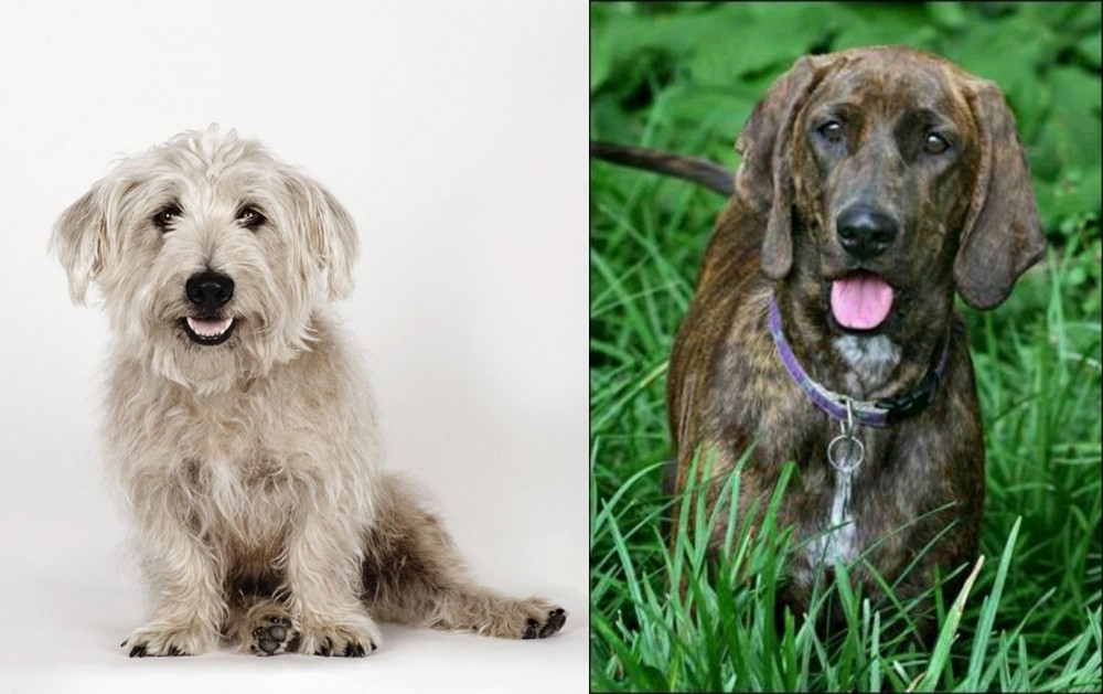 Plott Hound vs Glen of Imaal Terrier - Breed Comparison