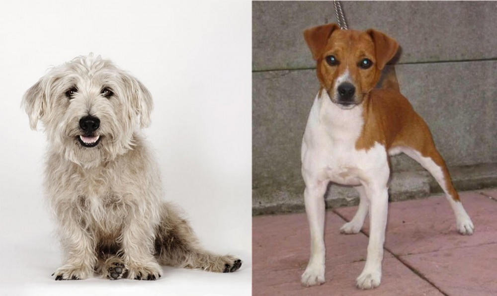 Plummer Terrier vs Glen of Imaal Terrier - Breed Comparison