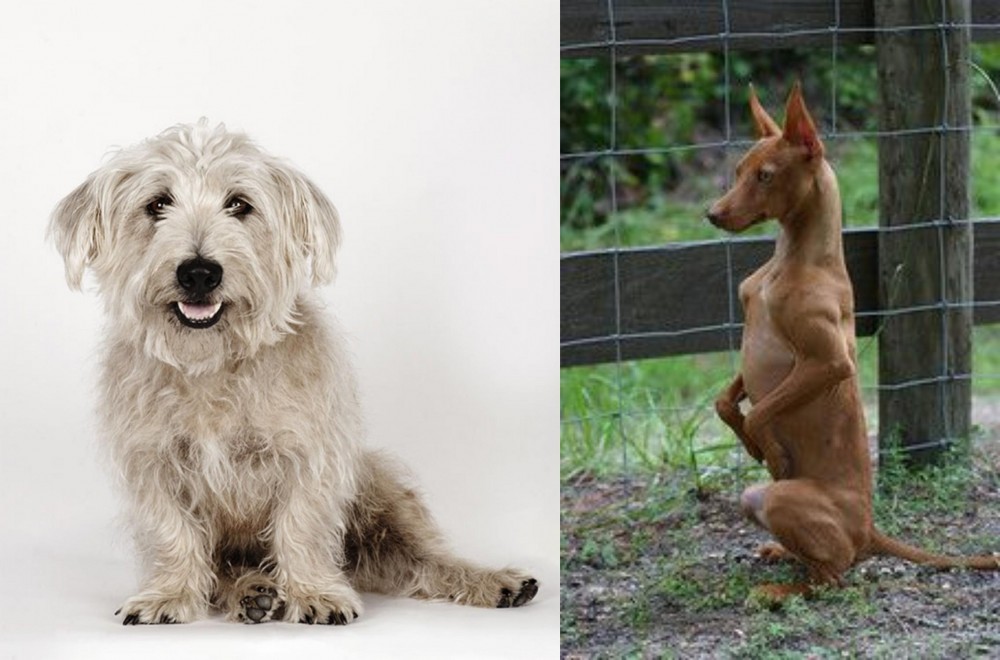 Podenco Andaluz vs Glen of Imaal Terrier - Breed Comparison