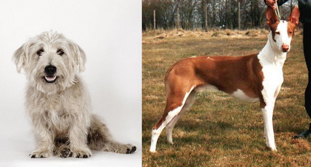Podenco Canario vs Glen of Imaal Terrier - Breed Comparison