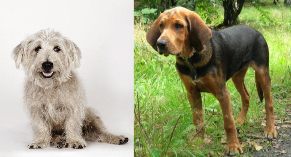 Polish Hound vs Glen of Imaal Terrier - Breed Comparison