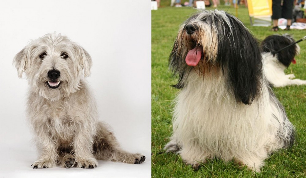 Polish Lowland Sheepdog vs Glen of Imaal Terrier - Breed Comparison