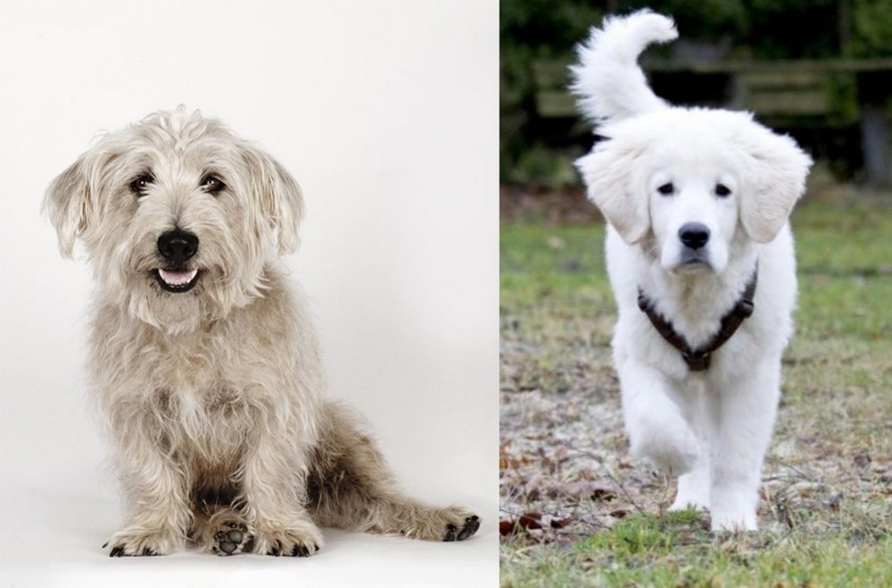 Polish Tatra Sheepdog vs Glen of Imaal Terrier - Breed Comparison