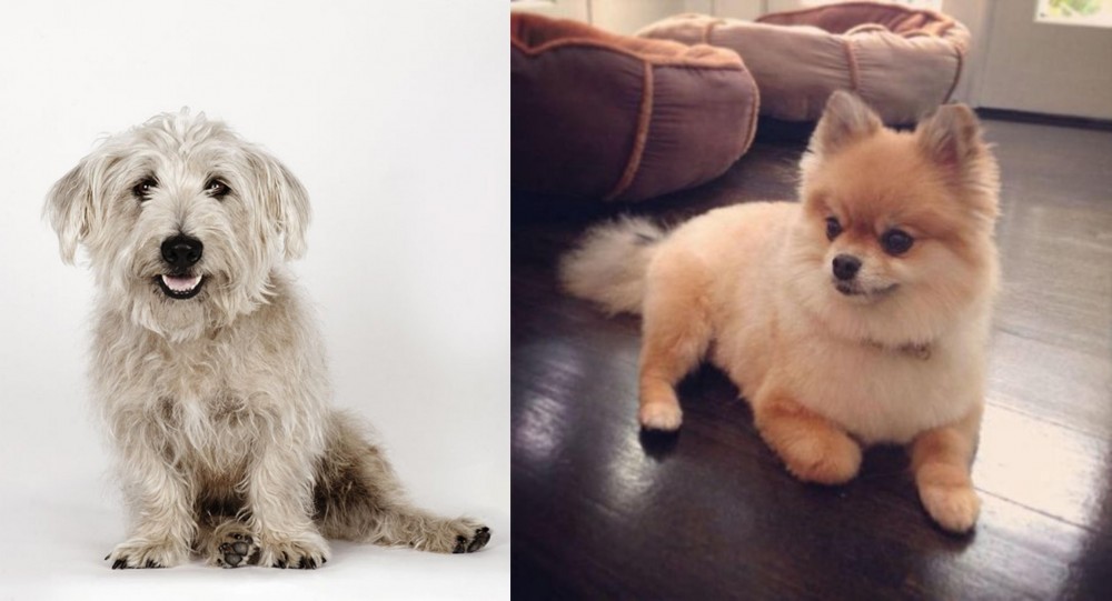 Pomeranian vs Glen of Imaal Terrier - Breed Comparison