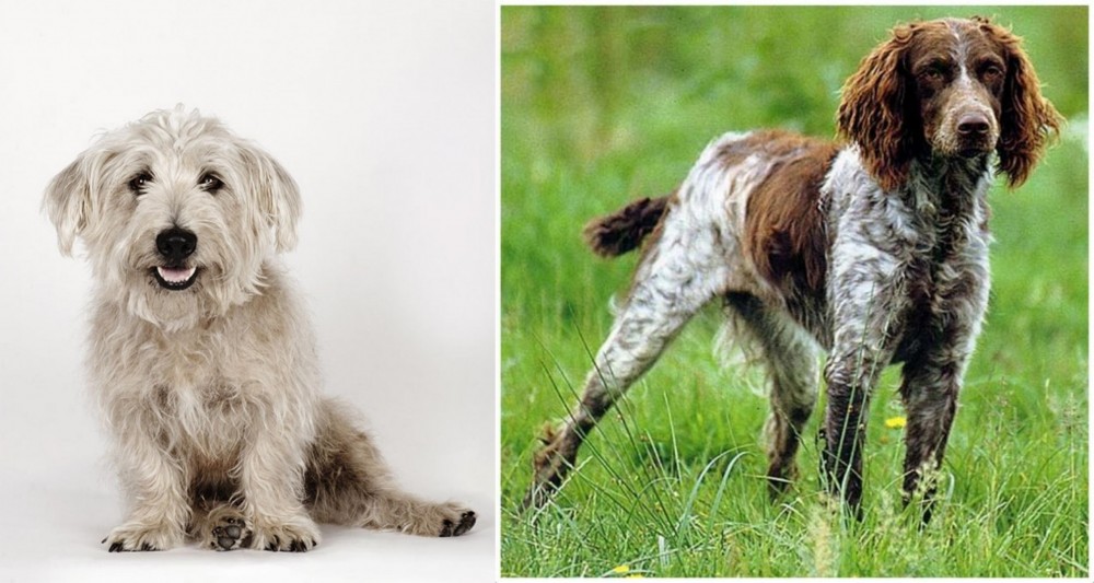 Pont-Audemer Spaniel vs Glen of Imaal Terrier - Breed Comparison