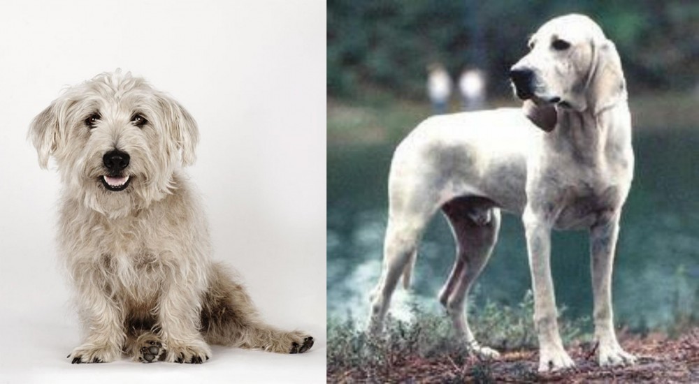 Porcelaine vs Glen of Imaal Terrier - Breed Comparison