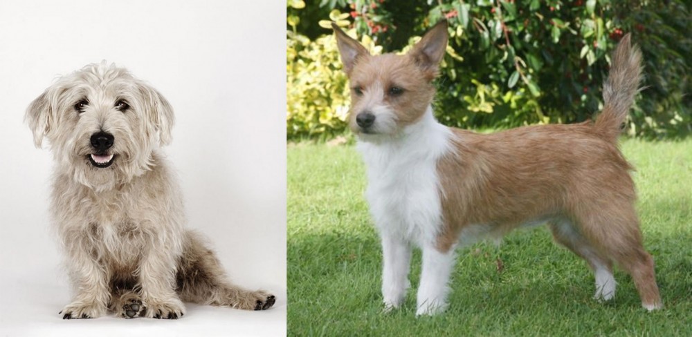 Portuguese Podengo vs Glen of Imaal Terrier - Breed Comparison