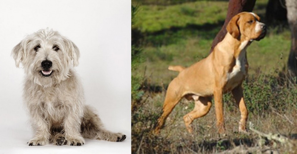 Portuguese Pointer vs Glen of Imaal Terrier - Breed Comparison