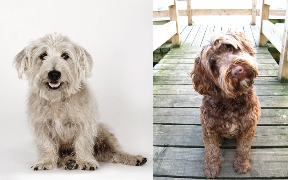 Portuguese Water Dog vs Glen of Imaal Terrier - Breed Comparison
