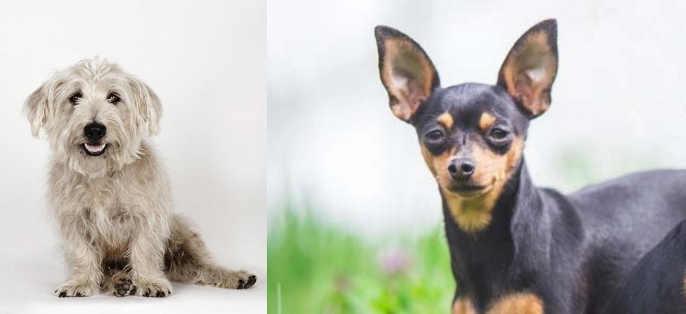Prazsky Krysarik vs Glen of Imaal Terrier - Breed Comparison