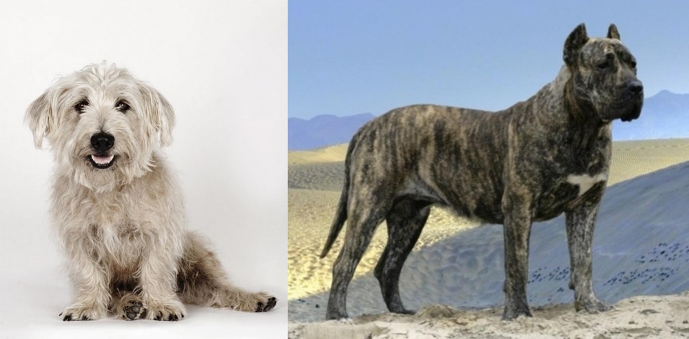 Presa Canario vs Glen of Imaal Terrier - Breed Comparison