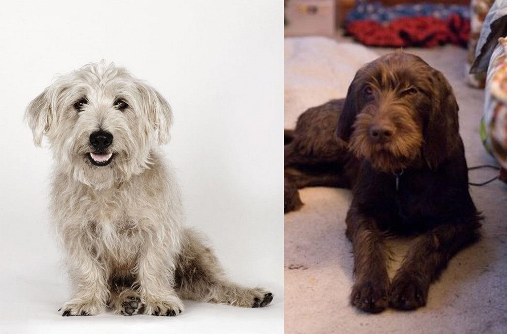 Pudelpointer vs Glen of Imaal Terrier - Breed Comparison